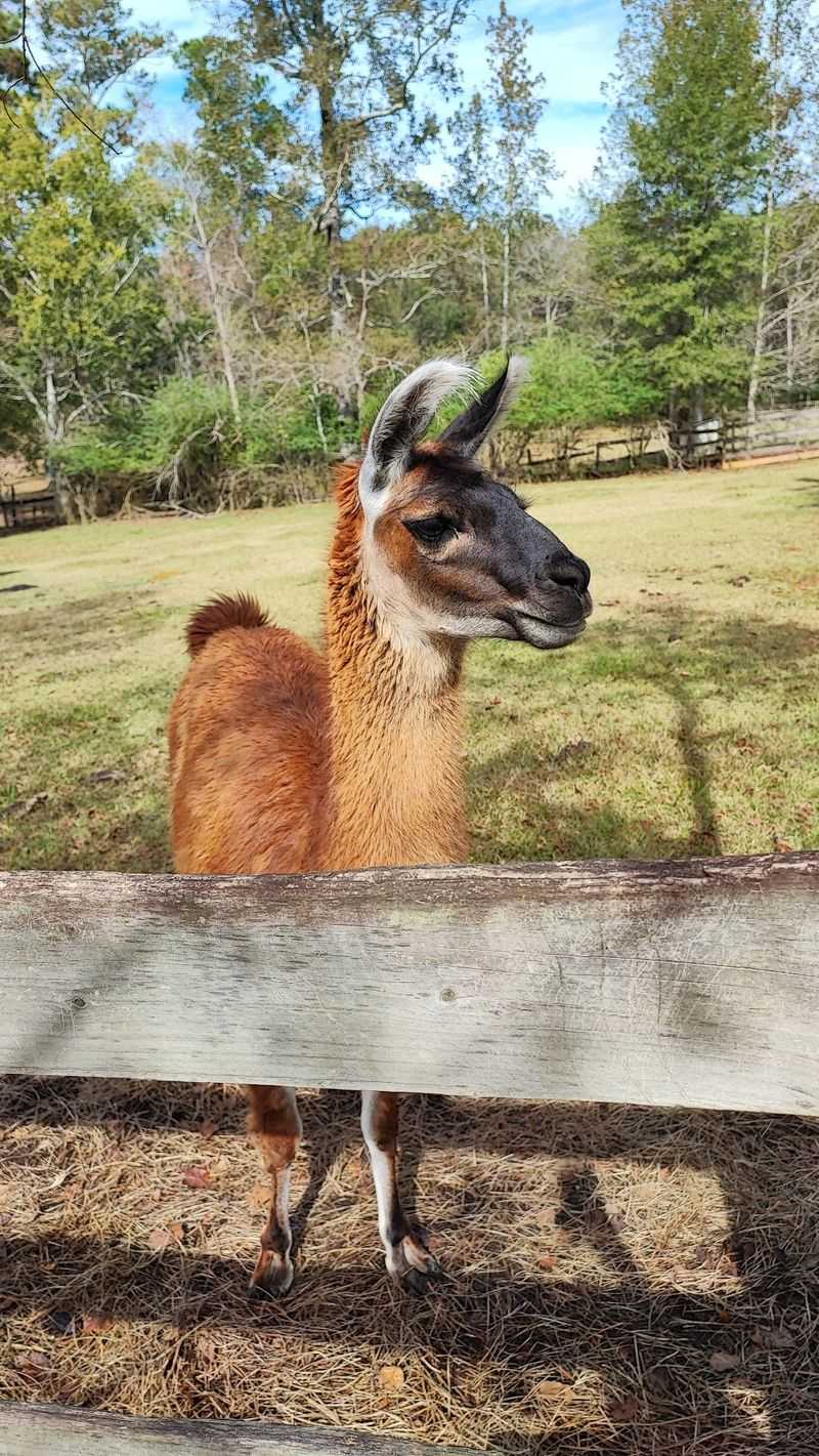 Meet The Animals Before The Crowd Builds