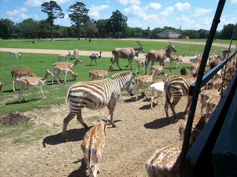 Look Beyond Giraffes To See The Preserve Properly