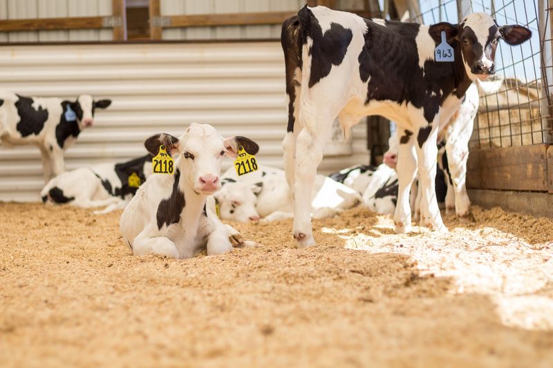 The Cows Stay At The Center Of The Operation