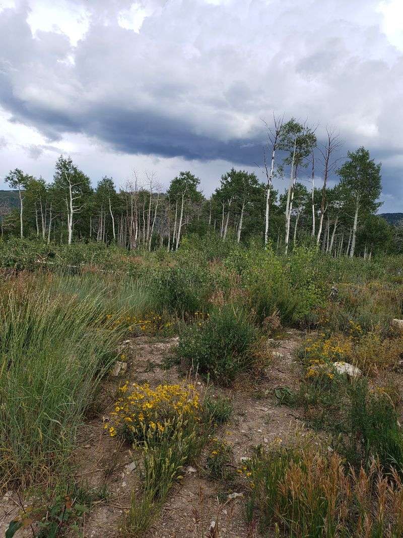 Fairview Canyon Connects The Route To High Country Views