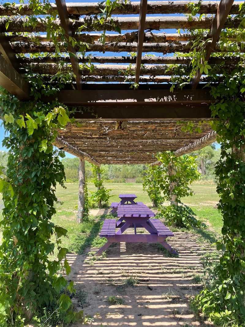 Dining Under the Vine-Covered Pergola