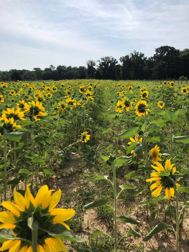Sunflower rows and changing bloom variety