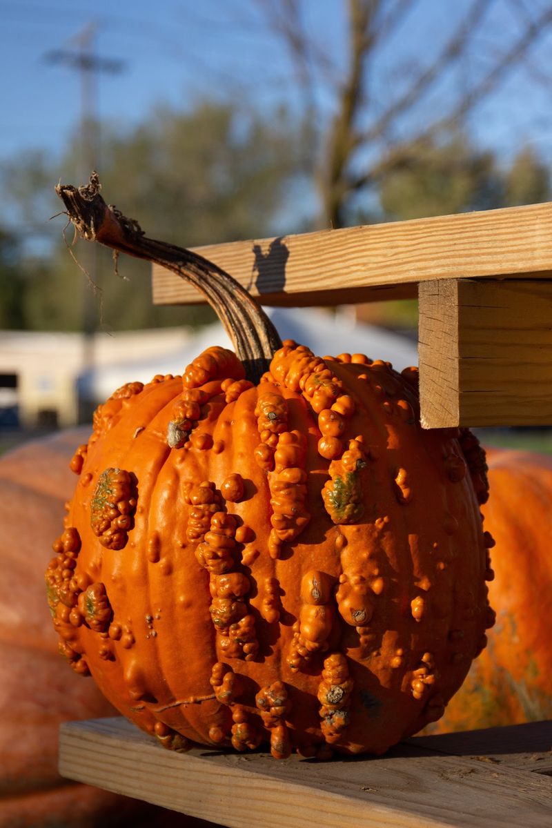 Giant Pumpkins Turn October 3 Into A Spectacle