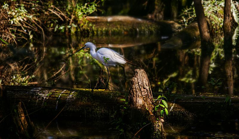 Birds And Turtles Keep The Wait Interesting