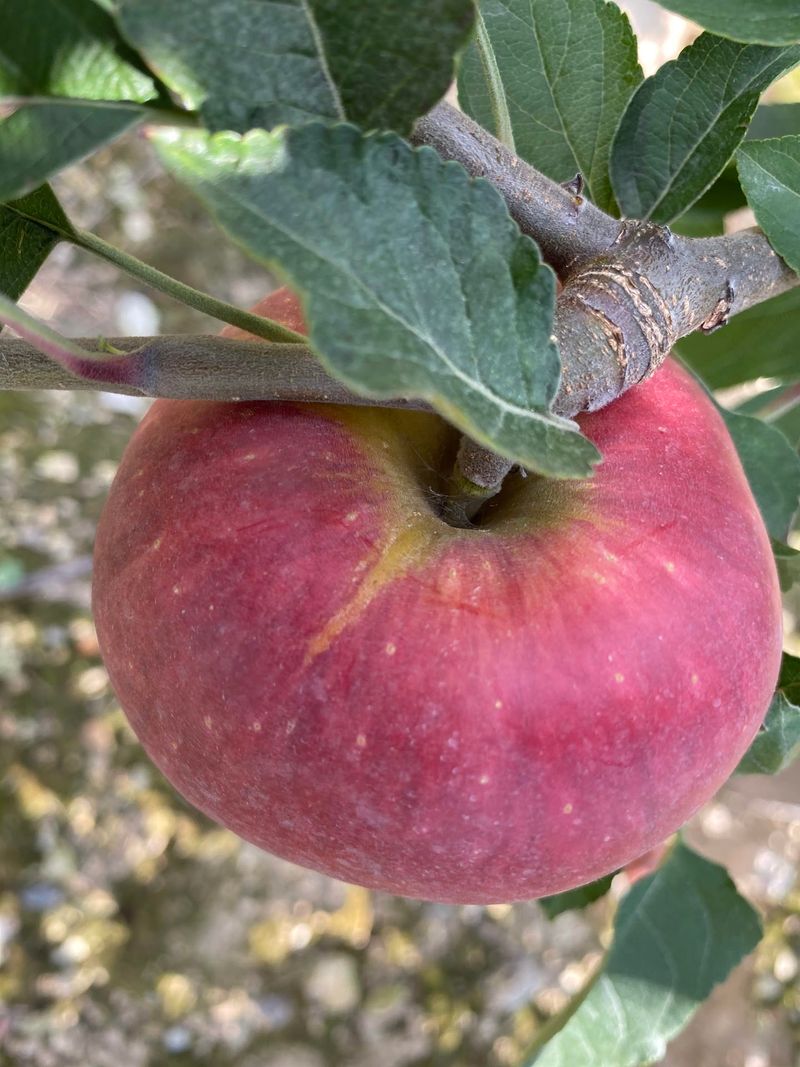 More Than Thirty Apple Varieties Change The Picking Plan
