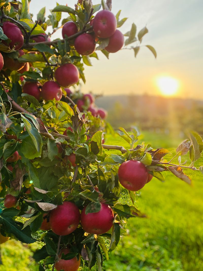 U-Pick Apples Put The Orchard Into The Day