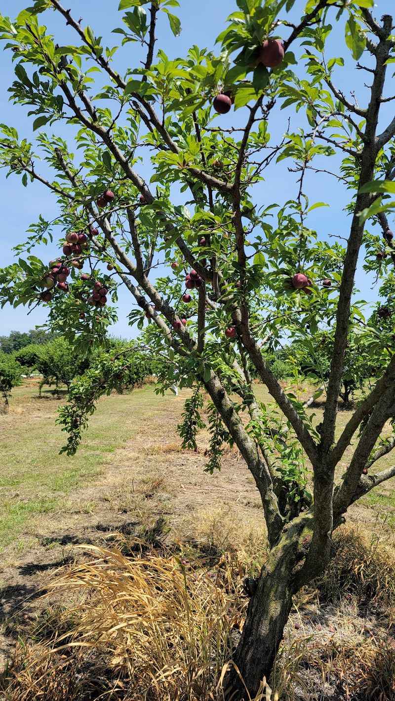 Pick-Your-Own Apples Can Turn Shopping Into A Fall Outing