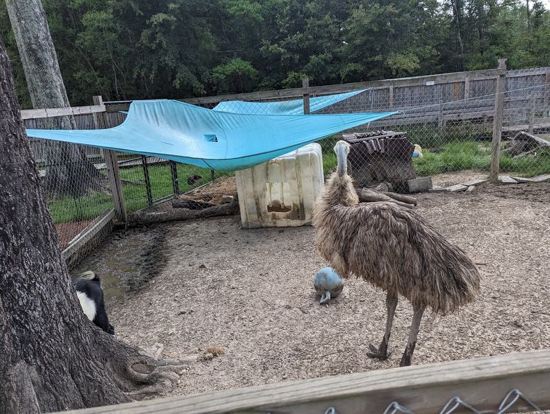 An Emu, A Capybara, And A Barnyard Of Surprises