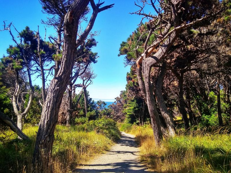 Salt Point State Park