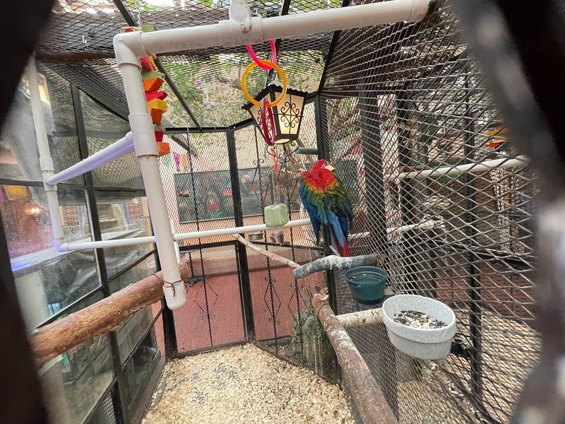 Parrots, Piranhas, and a Little Indoor Zoo