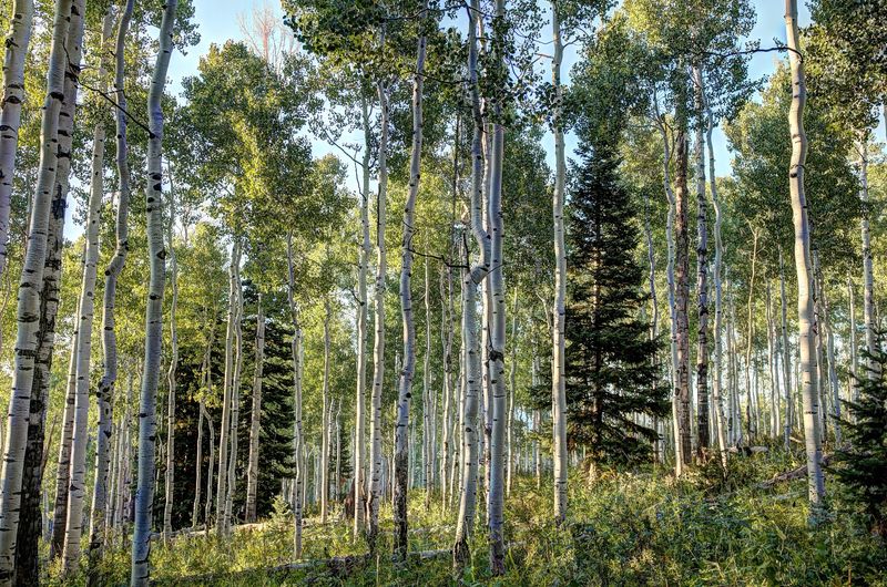 Shingle Creek Trail, Uinta Mountains