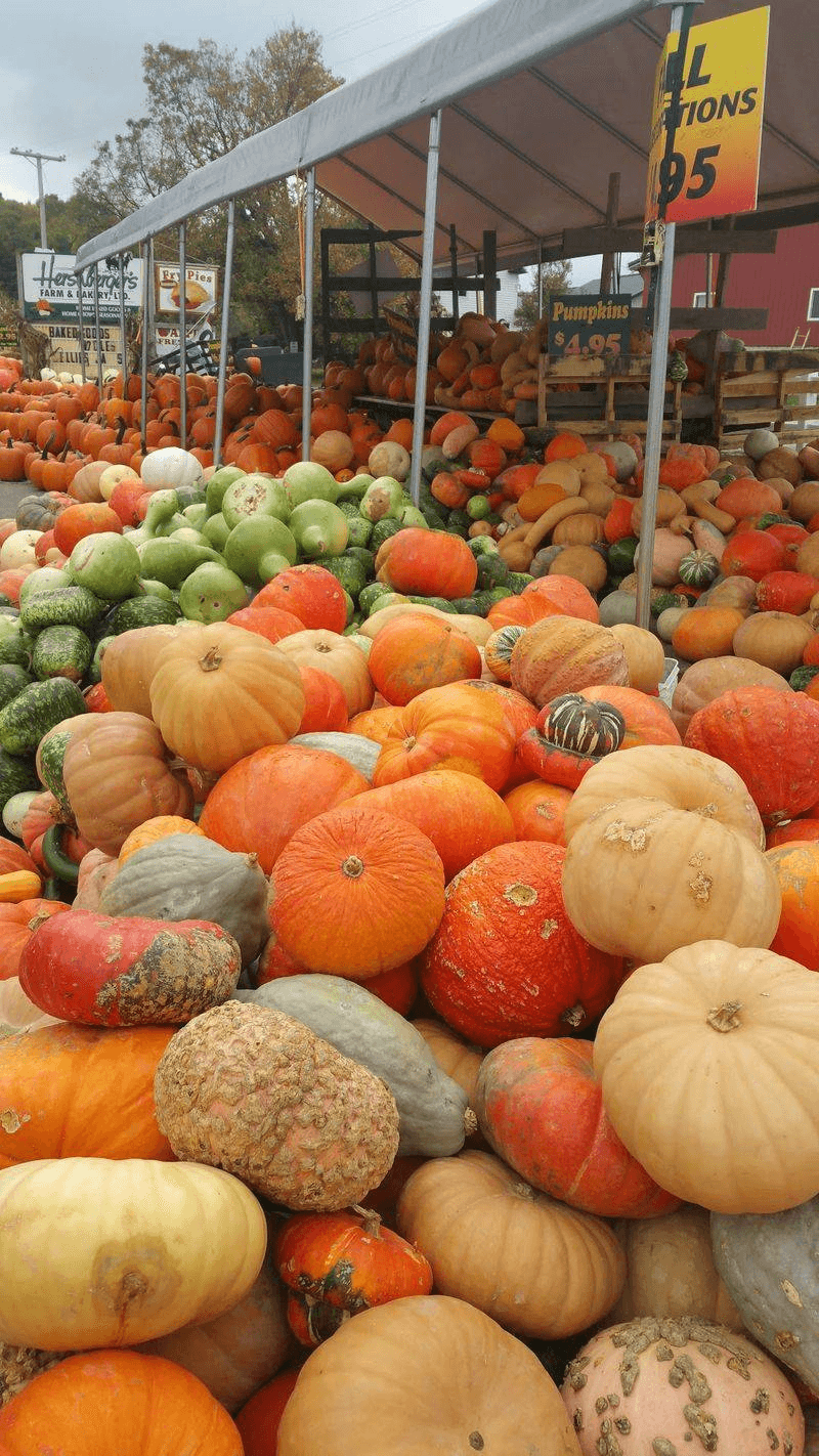 Watch Harvest Season Change The Countryside
