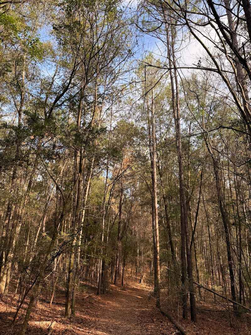 A Round Of Disc Golf In The Woods