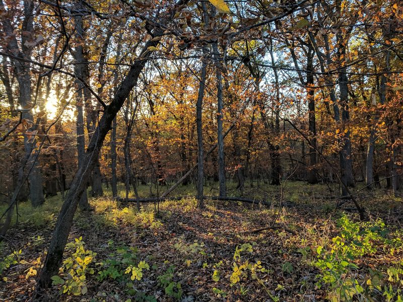 Trails That Climb The Wooded Ridge