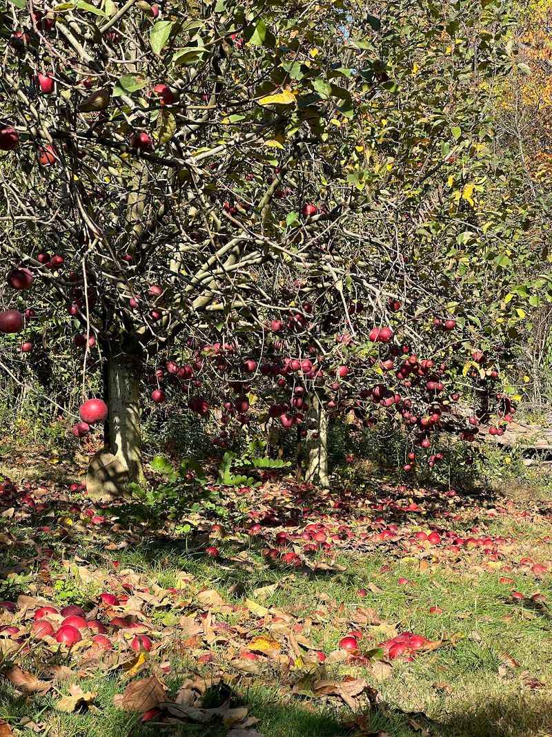 Kt's Orchard And Apiary, Canton
