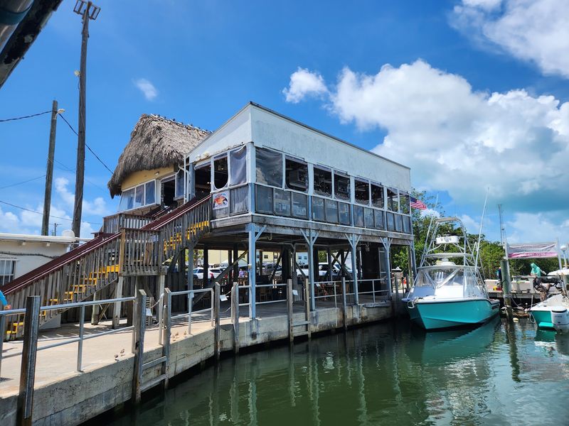 Tarpon, Sharks, and Fish-Feeding Fun