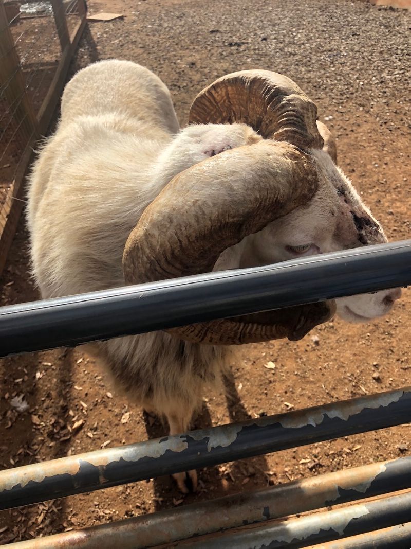 The Free Barnyard Gives Families One More Reason To Stay