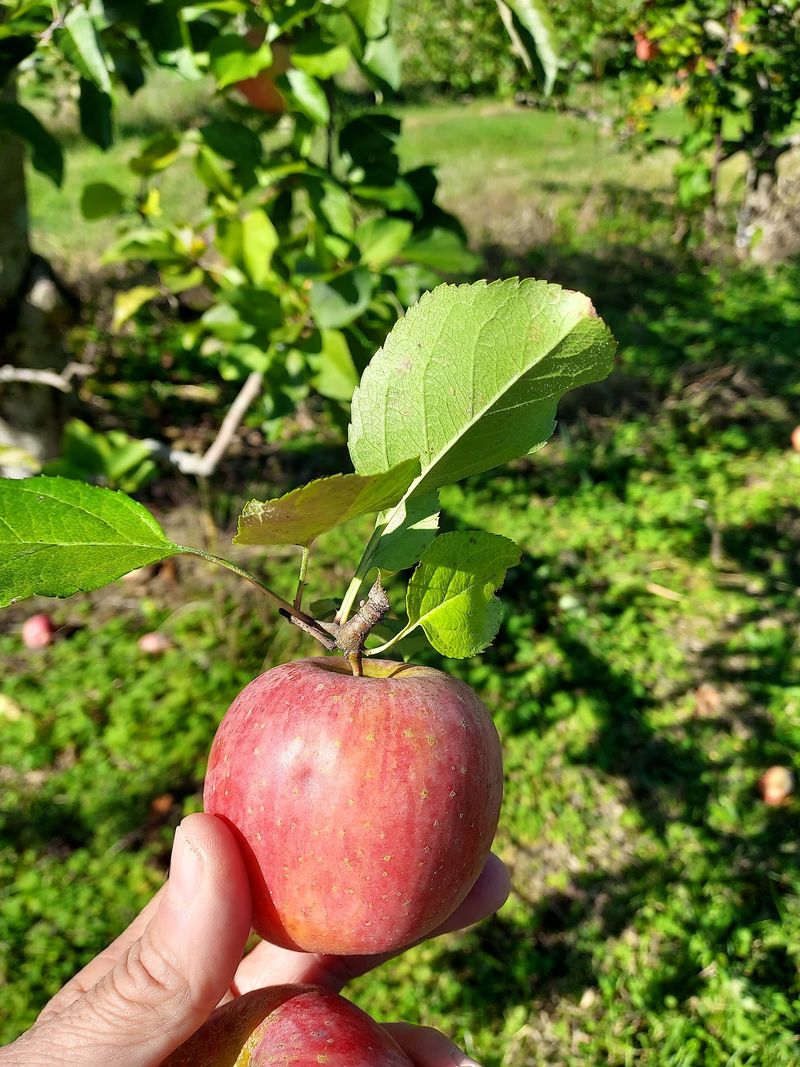 Picking Ends When The Fall Apple Crop Is Gone