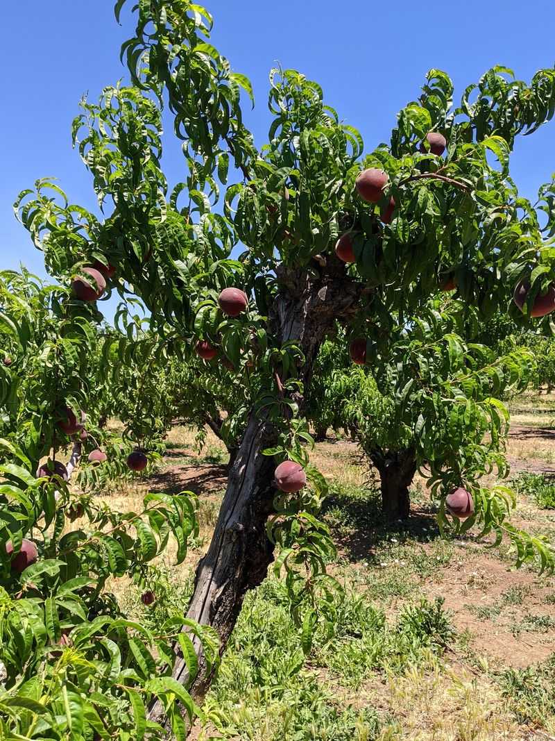 Bacchini's Farm, Brentwood, CA