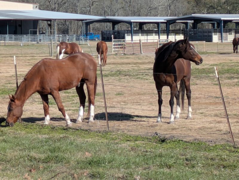 Look Beyond The Trail Ride
