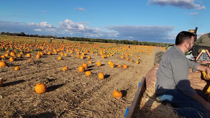 Bishop's Pumpkin Farm, Wheatland, CA