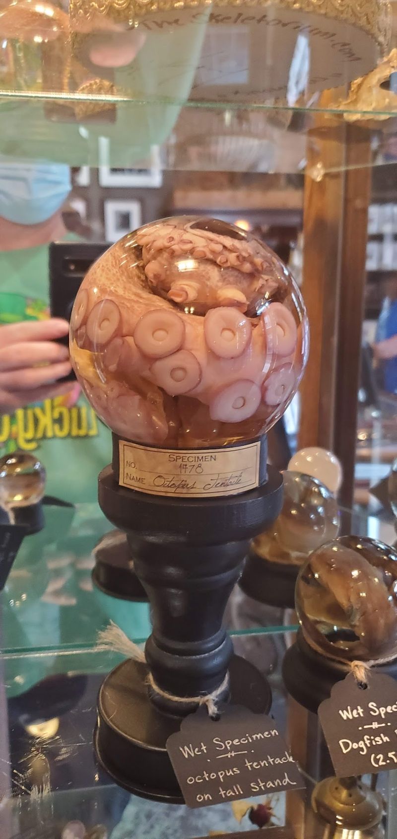 Wet Specimens And Preserved Curiosities