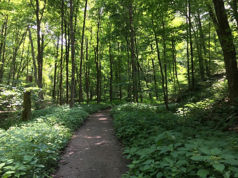 Hell's Hollow Falls and Its Easy Trail