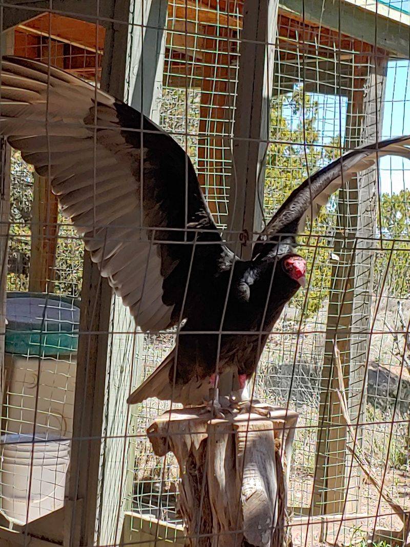 Raptors, Vultures, and a Screeching Bald Eagle
