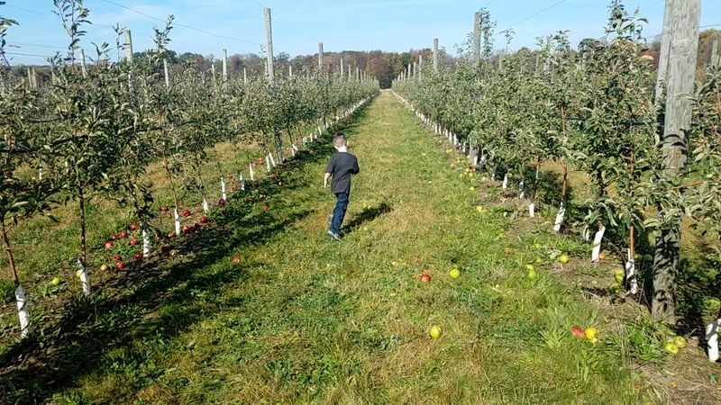 Rows of Gala, Smitten, and More