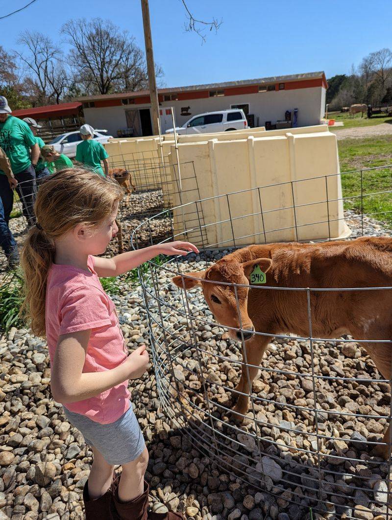 Petting The Calves Up Close