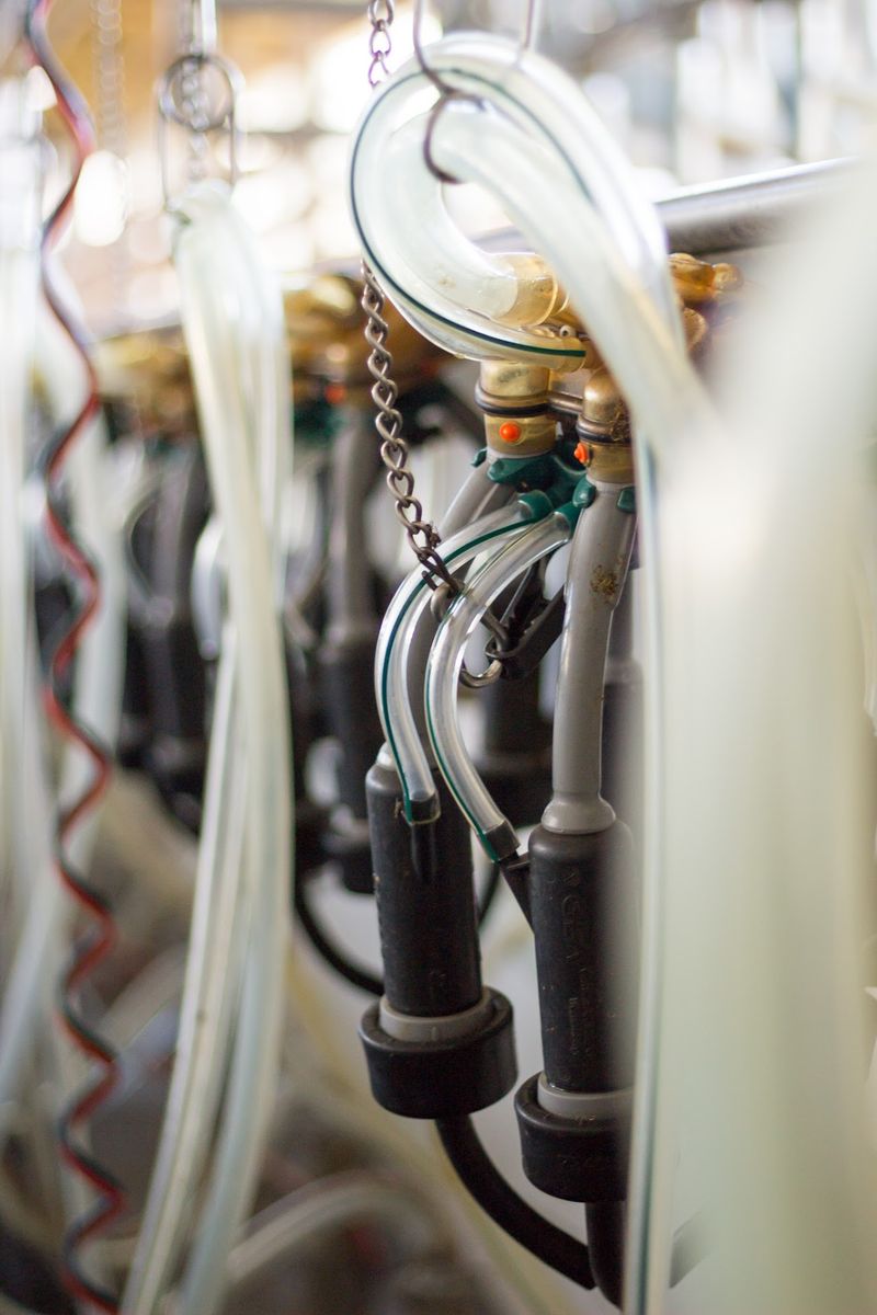 Scheduled Tours Show How The Dairy Works