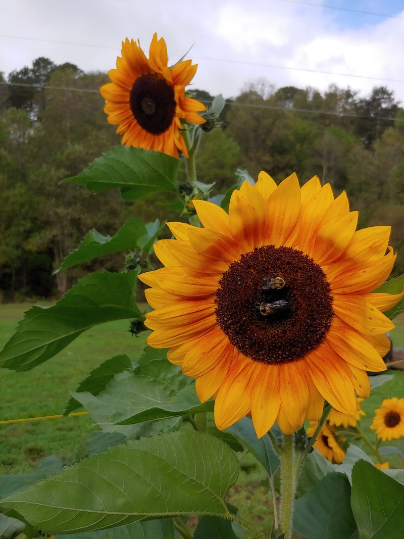 Flowers, Pumpkins And Creekside Activities Stretch The Visit