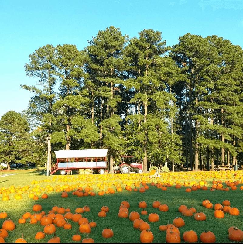 The Covered Wagon Ride Leads To The Pumpkin Patch