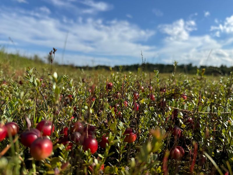 Cranberries Grow On Vines Before The Bog Is Flooded