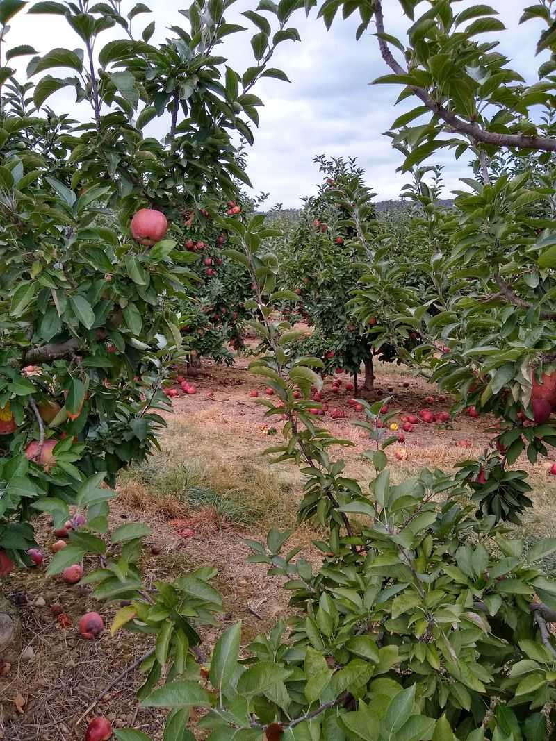 More Than Three Hundred Acres Of Apples Shape The Landscape