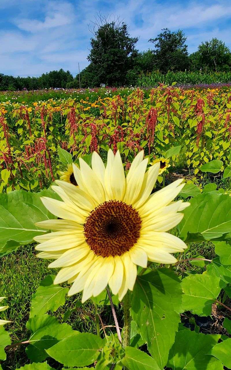 Sunflowers And Specialty Pumpkins Add More Color