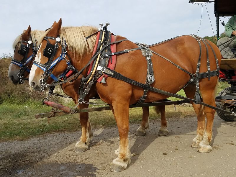Horse-Drawn Wagon Rides Add A Weekend Fall Tradition
