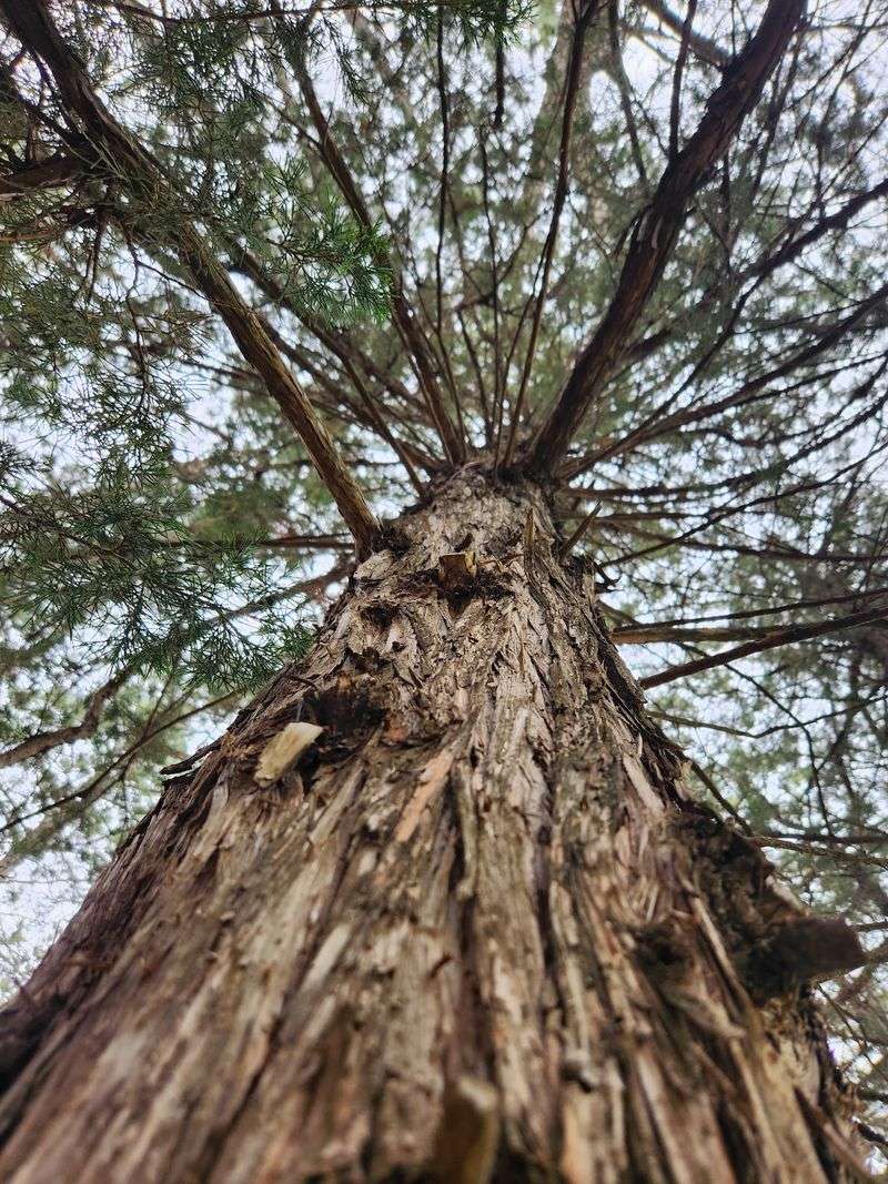 Wildfire Has Changed The Forest’s Shape
