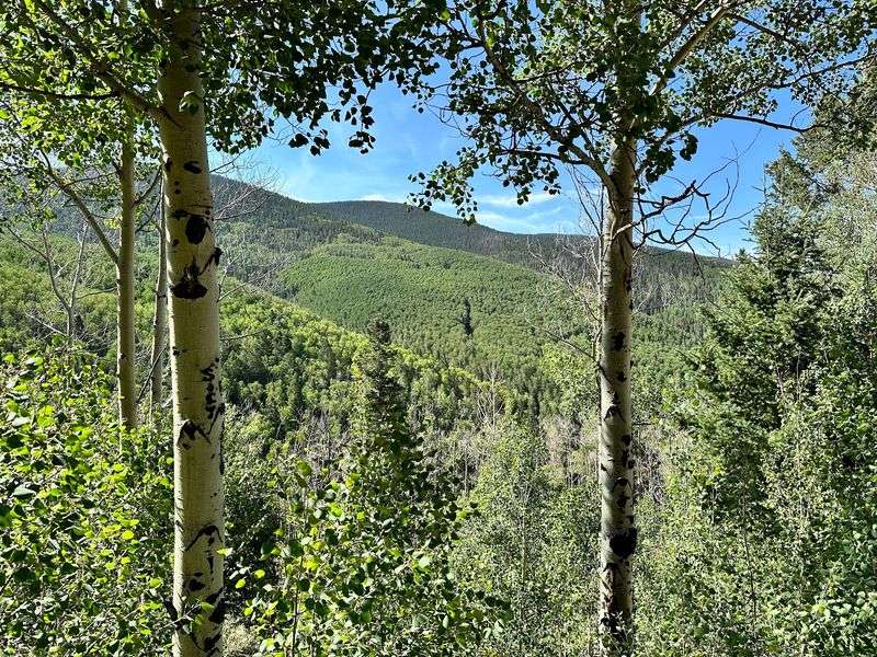 Mountain Views Break Through The Aspens