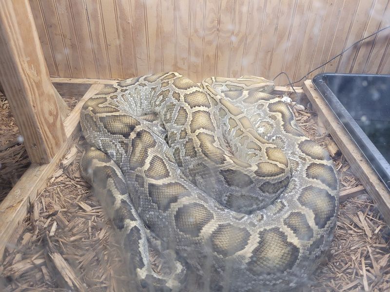 Snakes You Can Hold In Your Bare Hands