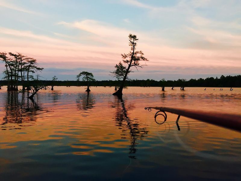 Broad-Banded Watersnakes Are Common At Reelfoot