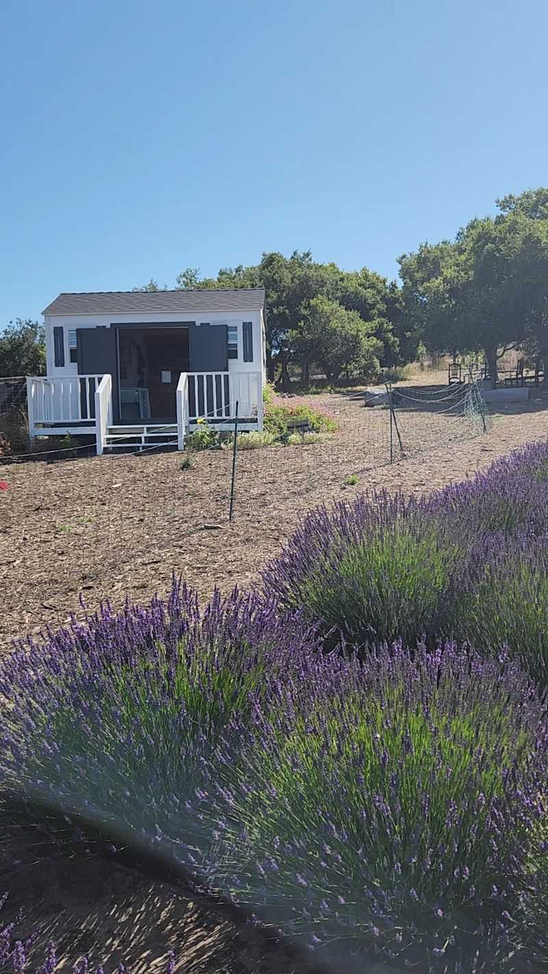 Santa Rita Hills Lavender Farm, Lompoc, CA