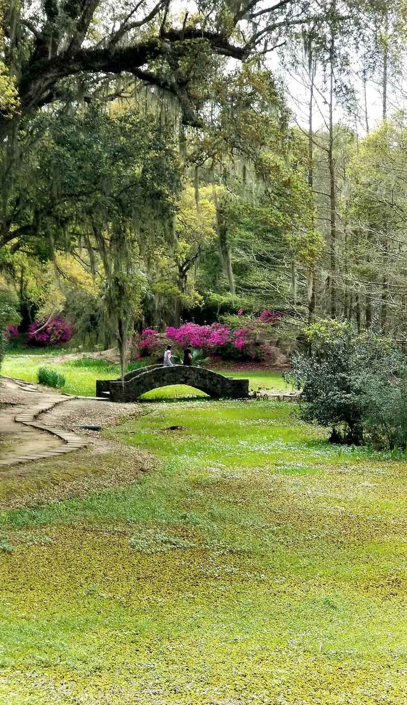 Live Oaks, Timber Bamboo And A Sunken Garden