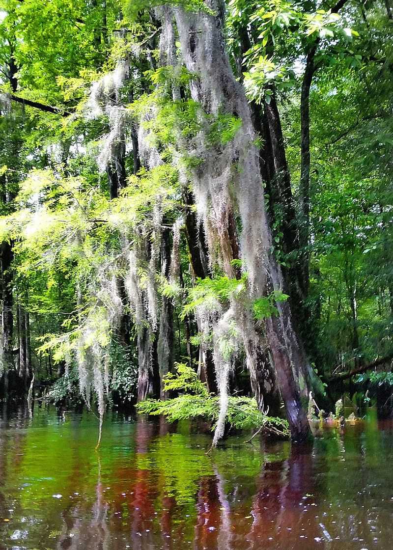 Cottonmouths Are A Documented Part Of The River