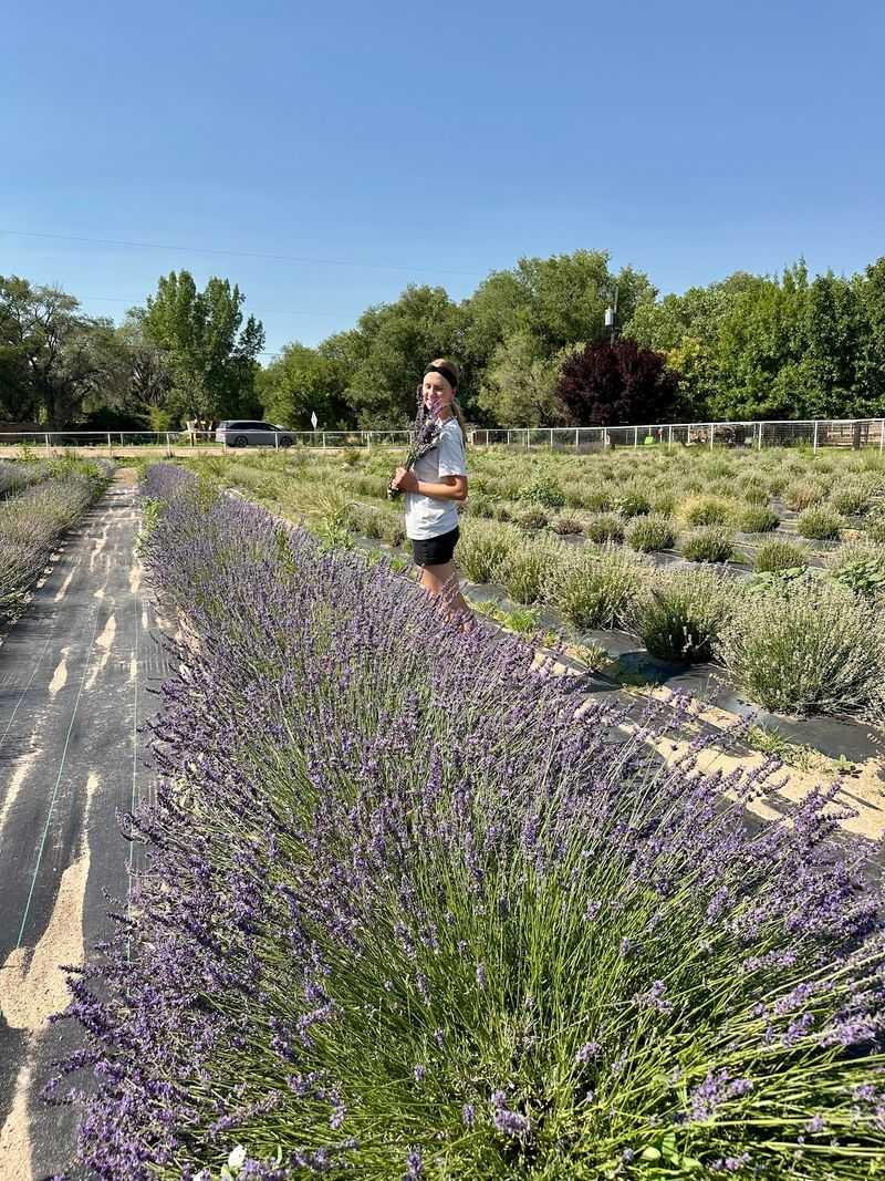 Fields of Fragrant Lavender You Can Pick Yourself