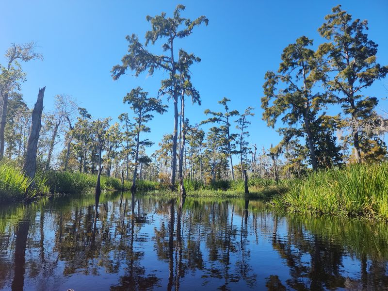 Look Up At The Cypress Giants