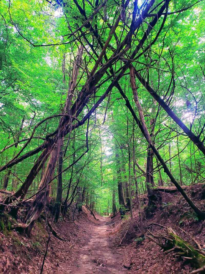 Trails That Wind Through Wild Terrain