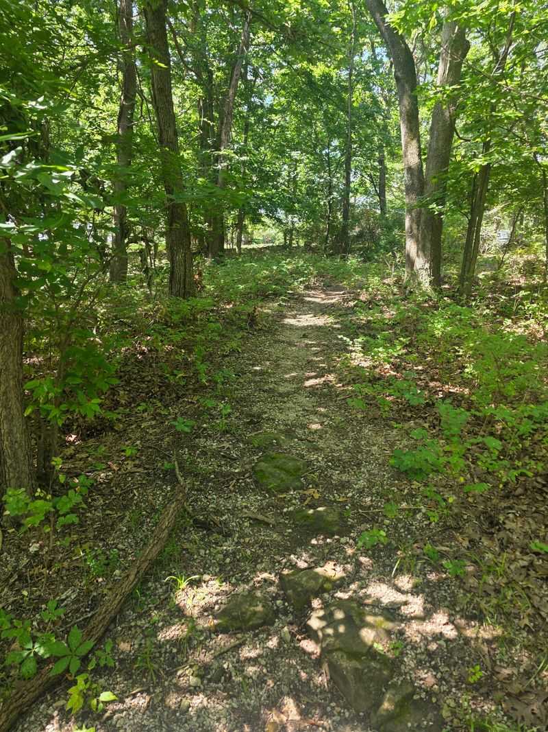 An Old Forest Hiding In Plain Sight