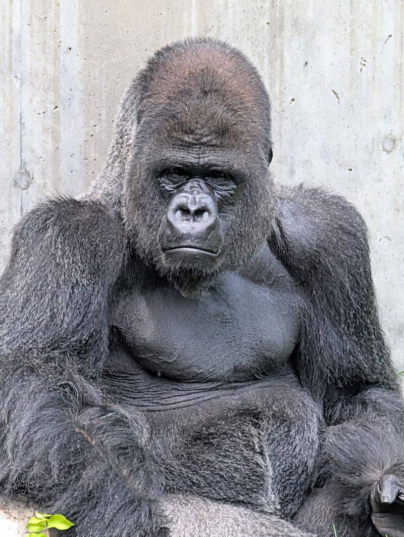 Gorillas, Chimps And Orangutans Stealing The Show