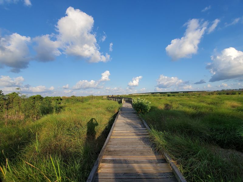 Boardwalks That Float Above The Wetlands